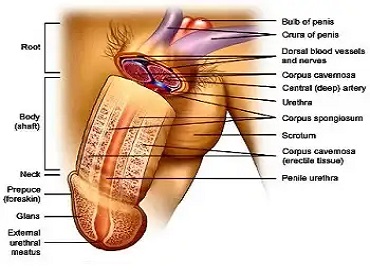 iranidawakhana-male-treatments-male-small-penis